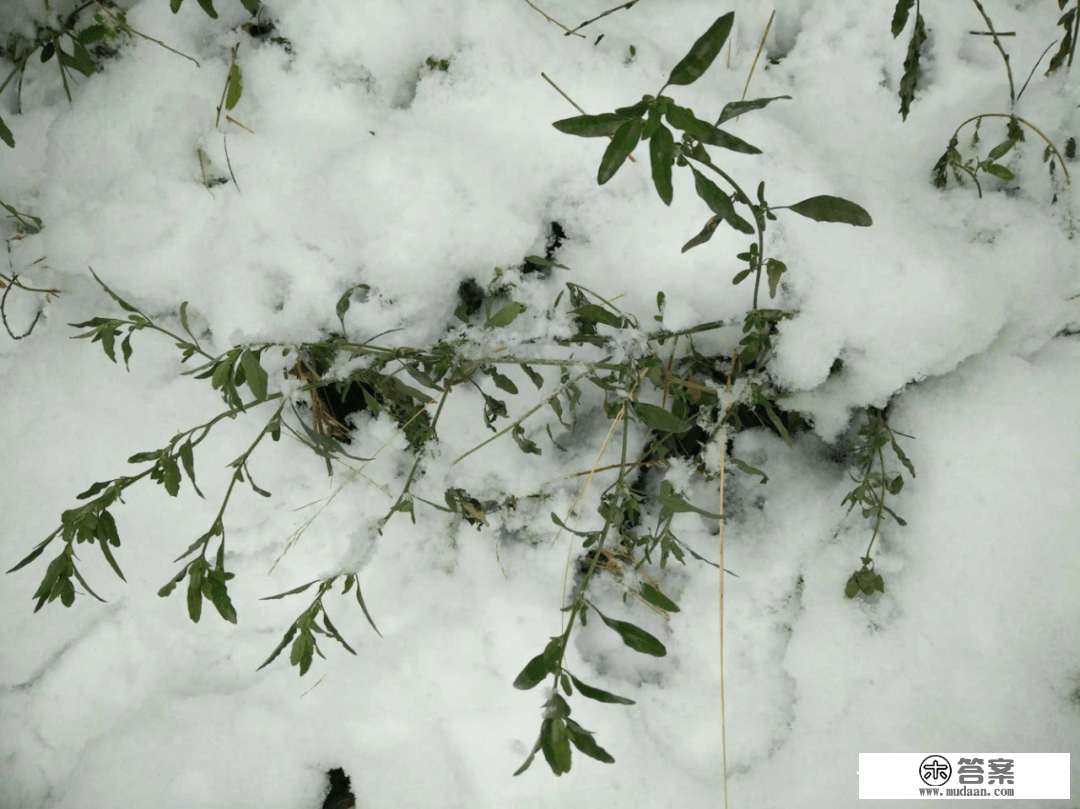 雪地里（奔驰吧兄弟）