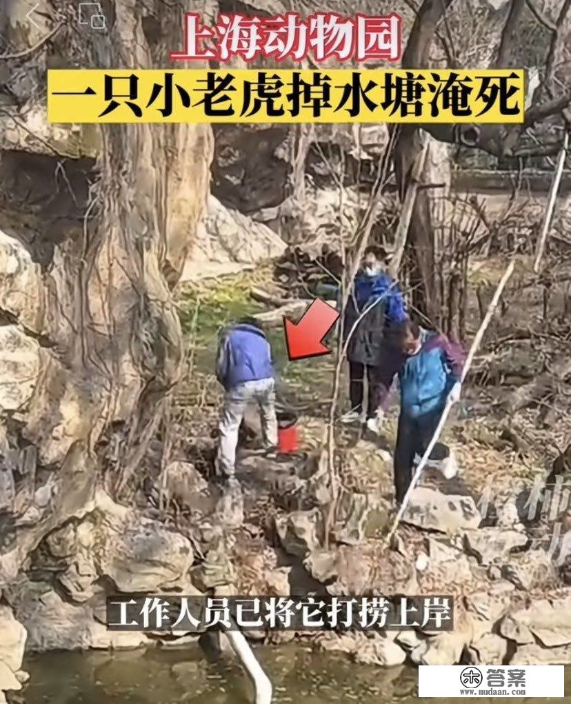 网传上海动物园小山君溺亡 园方回应：在查询拜访