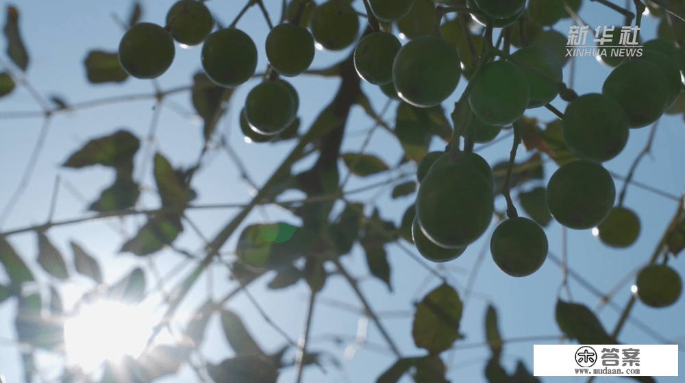 开山岛树种“游”太空