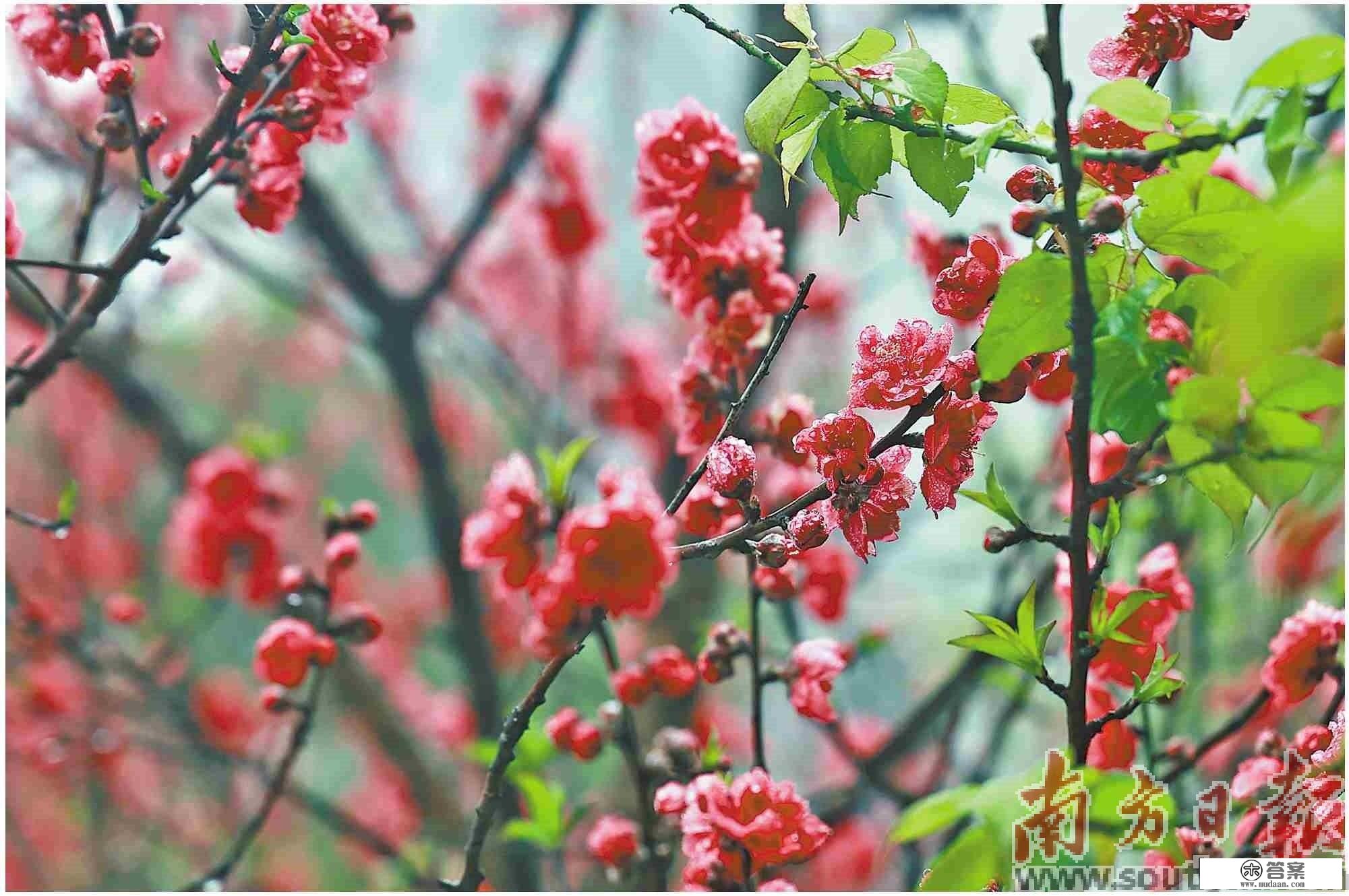 桃花朵朵开 春光无限好