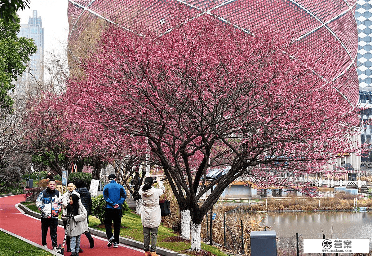 武汉“市花一条街”梅花进入盛花期