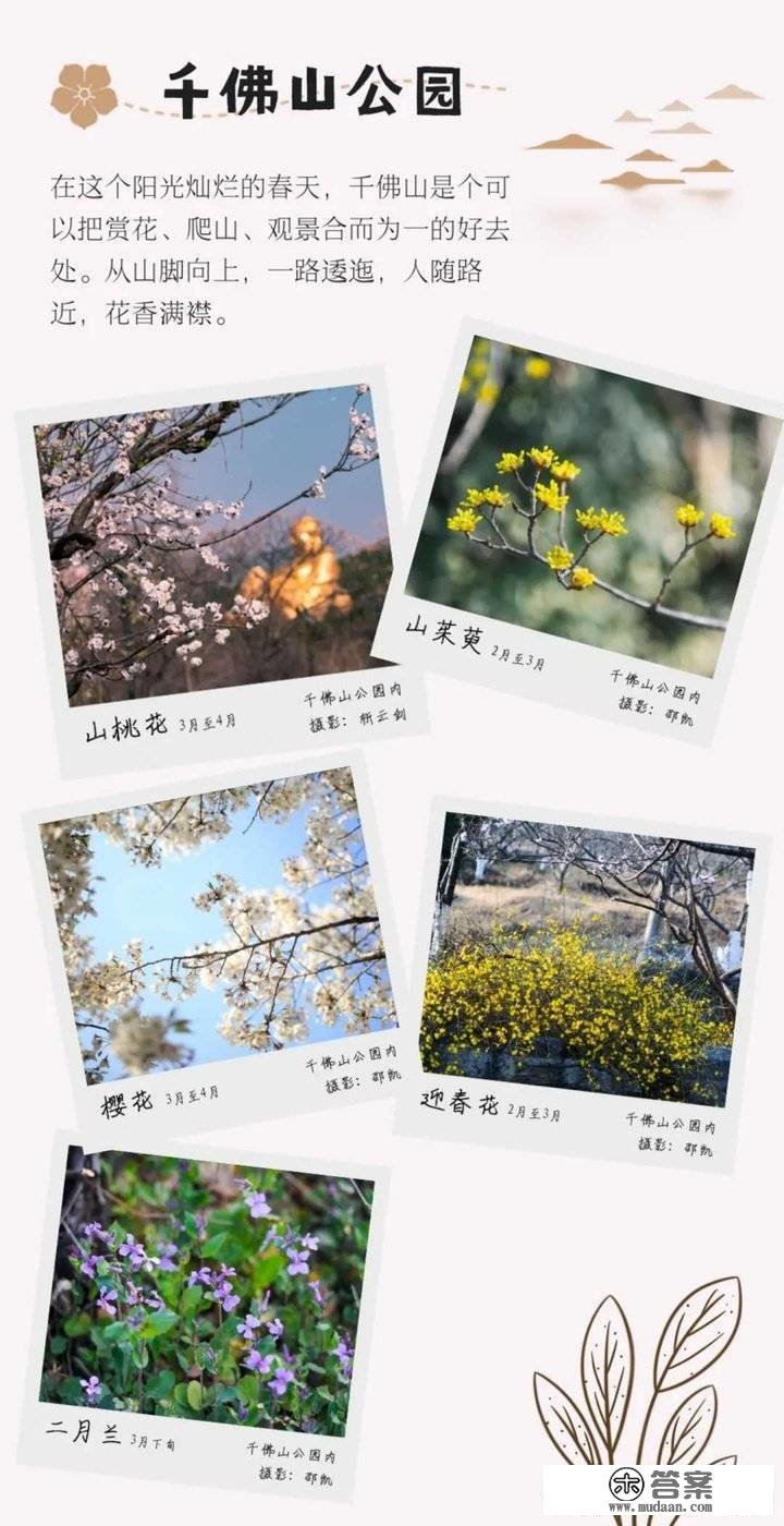 姹紫嫣红别样春，《泉城赏花图鉴》来啦