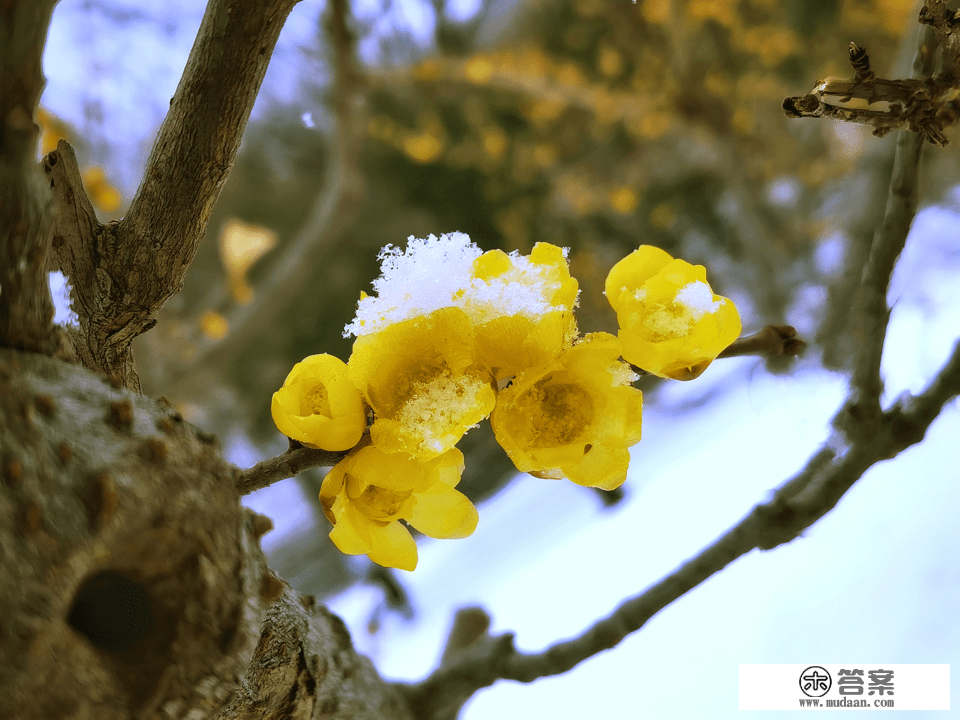 美“兔”秀秀|瑞雪覆盖下，千佛山如诗如画