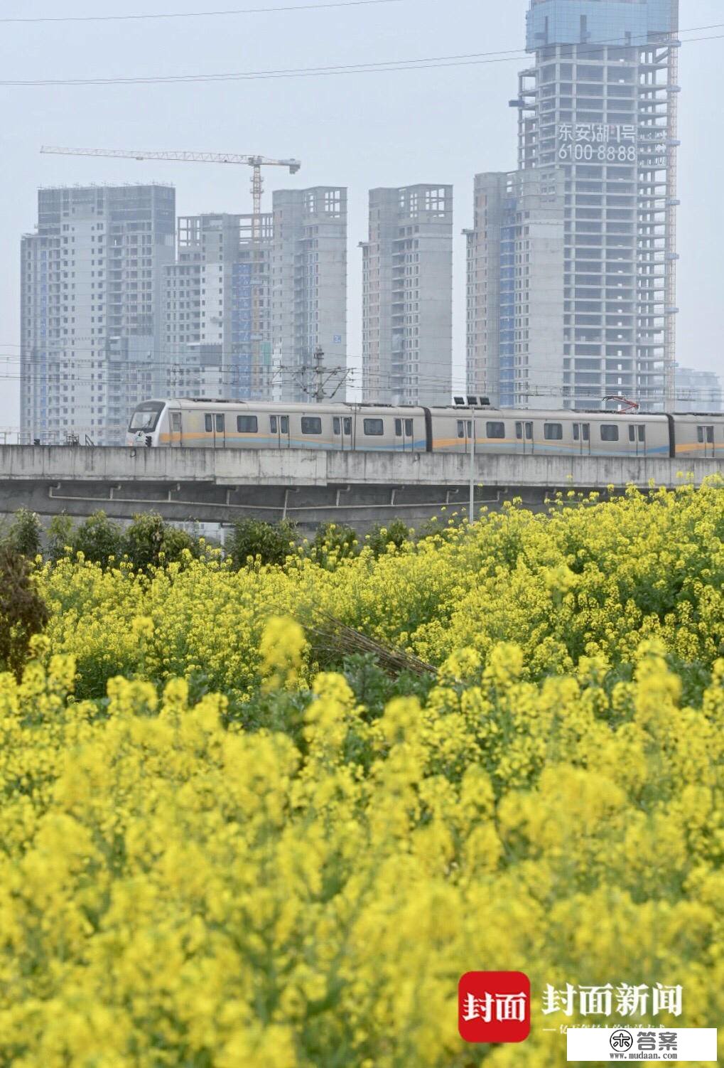 成都地铁行驶在春天的花海中︱图集