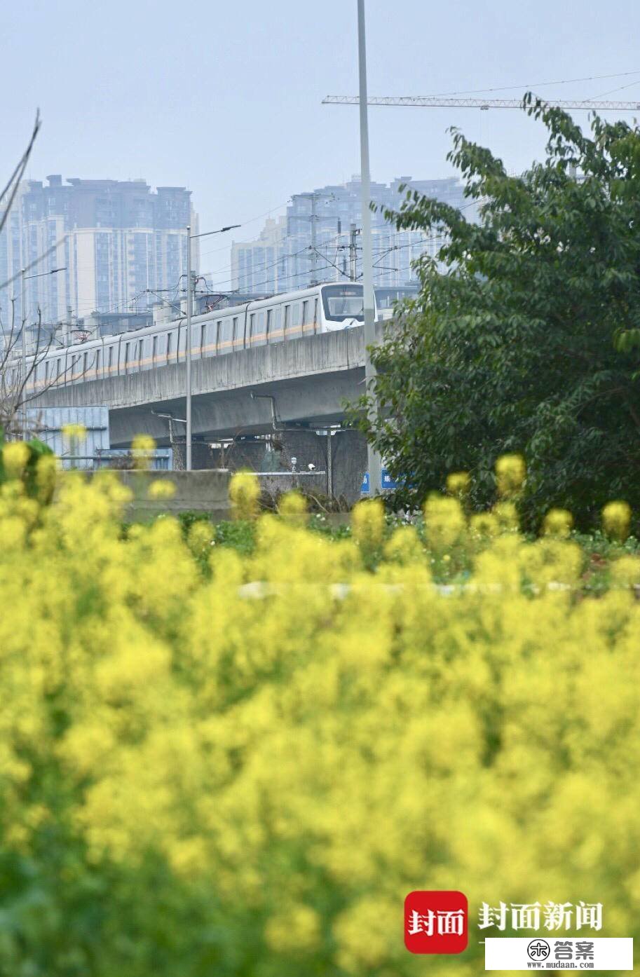 成都地铁行驶在春天的花海中︱图集