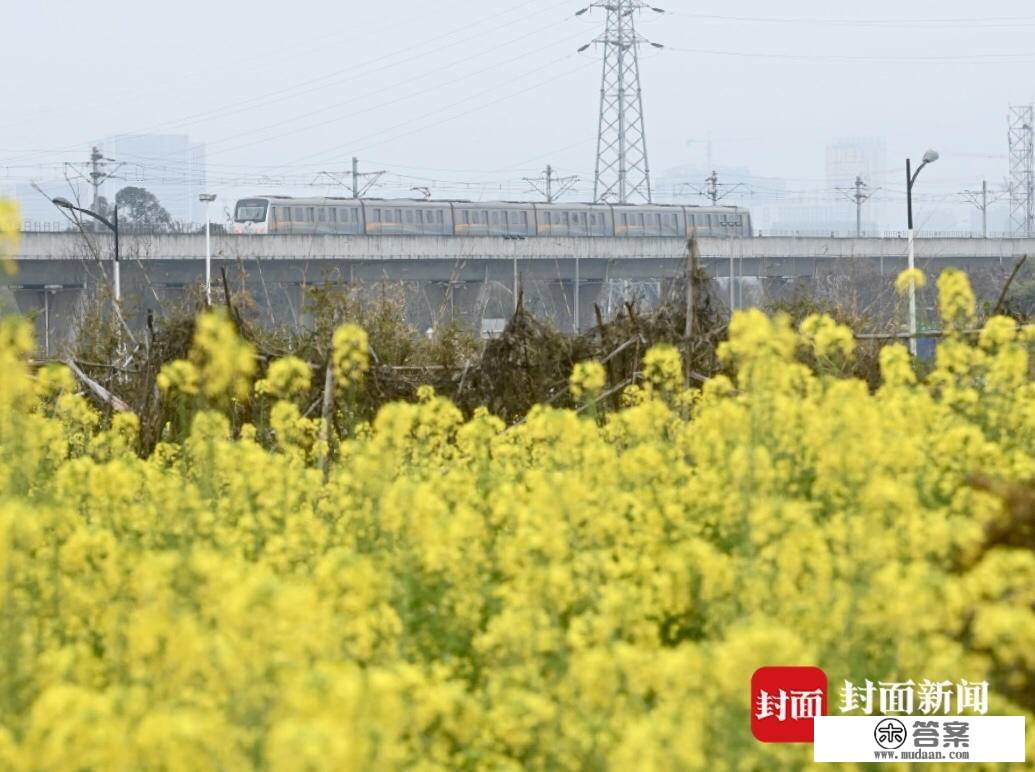 成都地铁行驶在春天的花海中︱图集