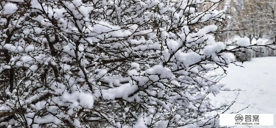 三月的雪花能够有多都雅