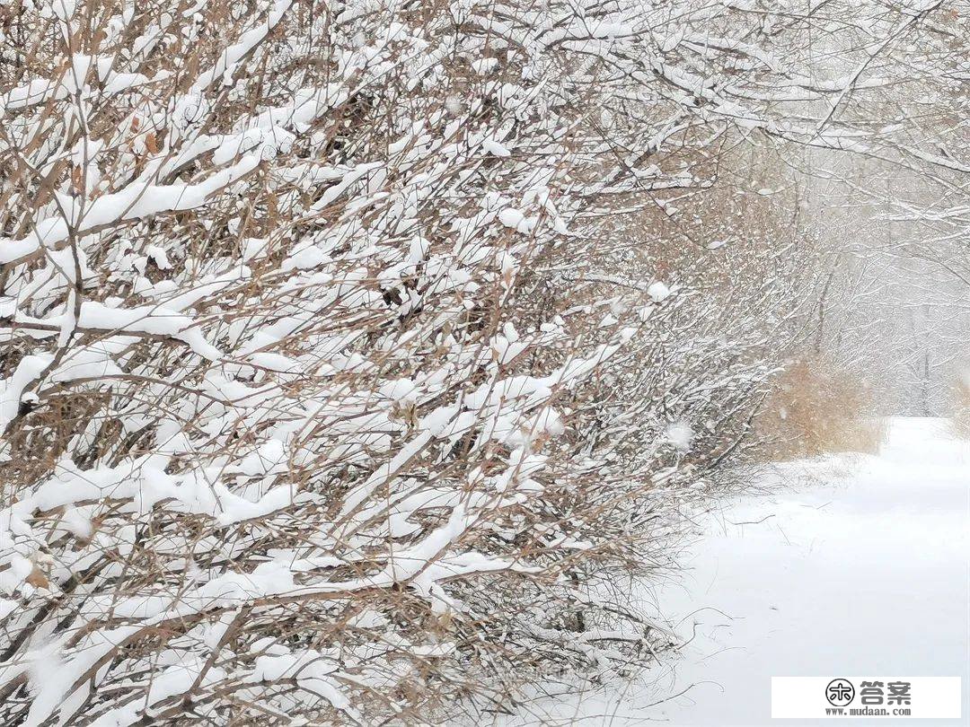 三月的雪花能够有多都雅