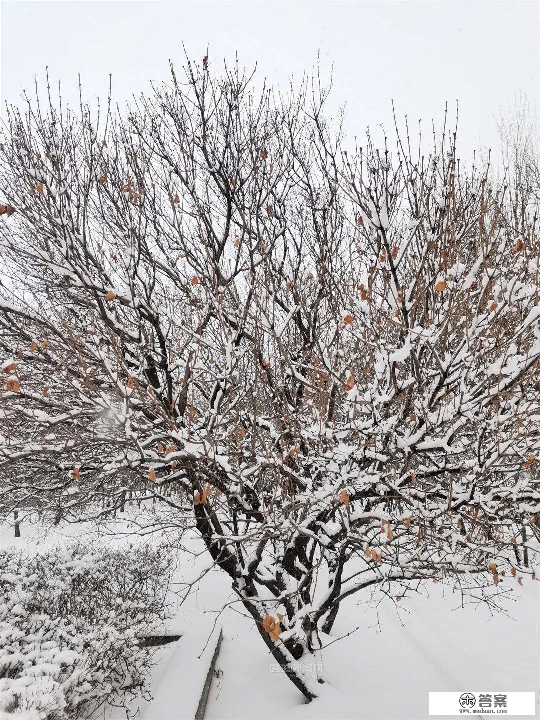 三月的雪花能够有多都雅