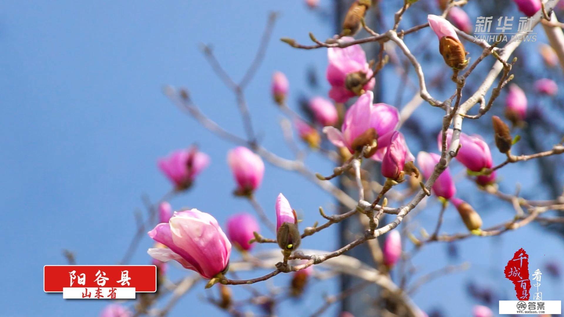 千城百县看中国｜花朵盛开满目春