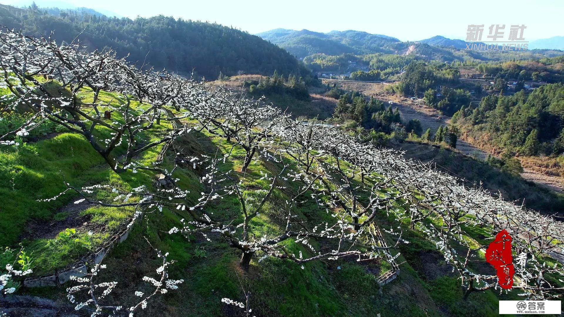 千城百县看中国｜福建：李花盛开春满园