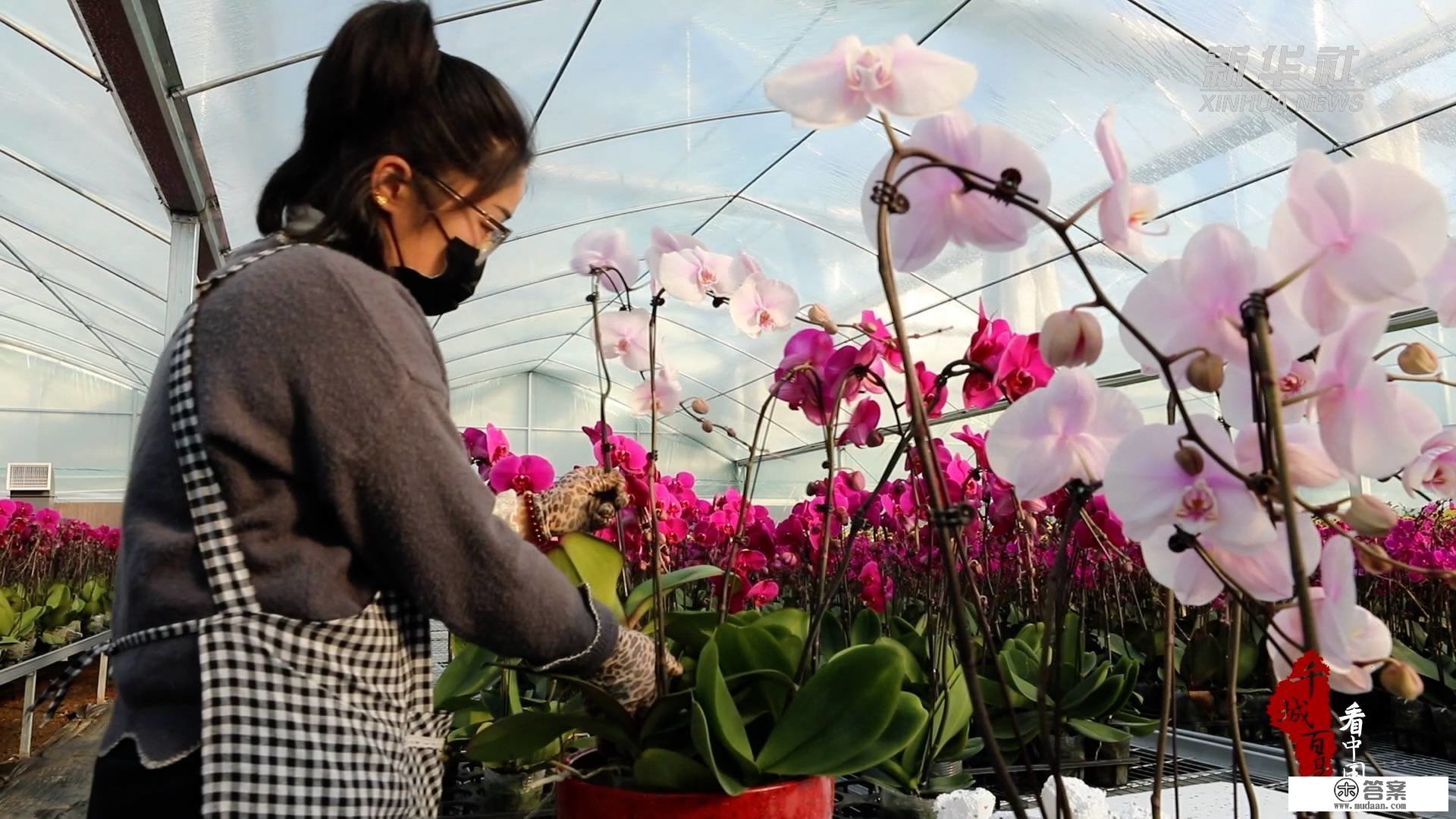 千城百县看中国｜河北定兴：花卉俏销满城芳