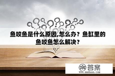 鱼咬鱼是什么原因,怎么办？鱼缸里的鱼咬鱼怎么解决？