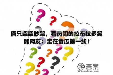 俩只柴柴吵架，看热闹的拉布拉多笑翻网友：走在食瓜第一线！