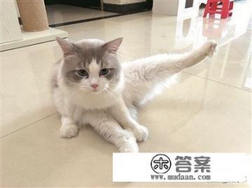 猫的的特点和生活习性是什么？猫在什么时候会做梦？