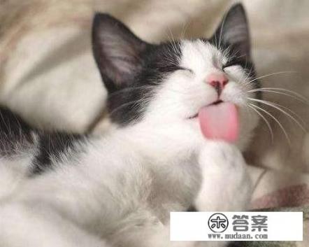 猫的的特点和生活习性是什么？猫在什么时候会做梦？