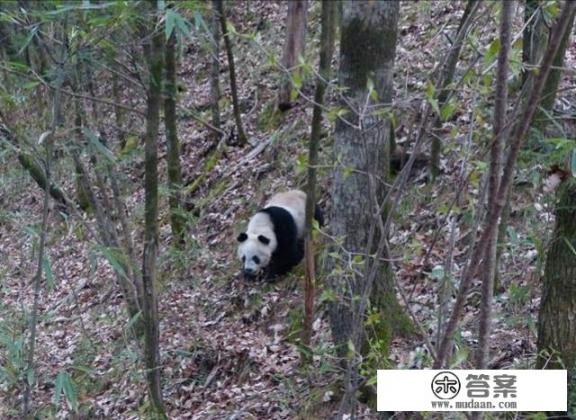 佛坪避暑好吗？汉中佛坪县值得去的景点？