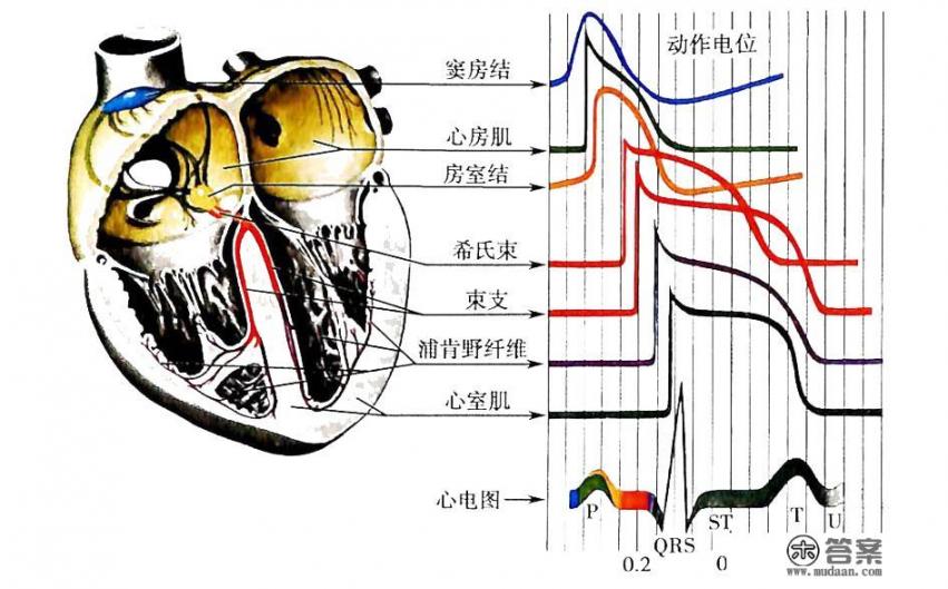 心电图正常，心脏就健康吗