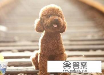 泰迪犬有什么特征是表示它非常健康的呢