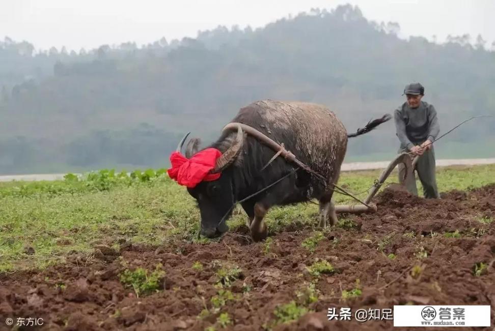 属牛的人都有什么缺点？最大或影响其一生的缺点又会是什么