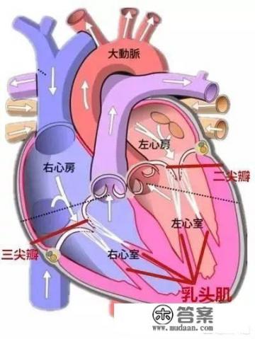 医生说的二尖瓣返流是啥