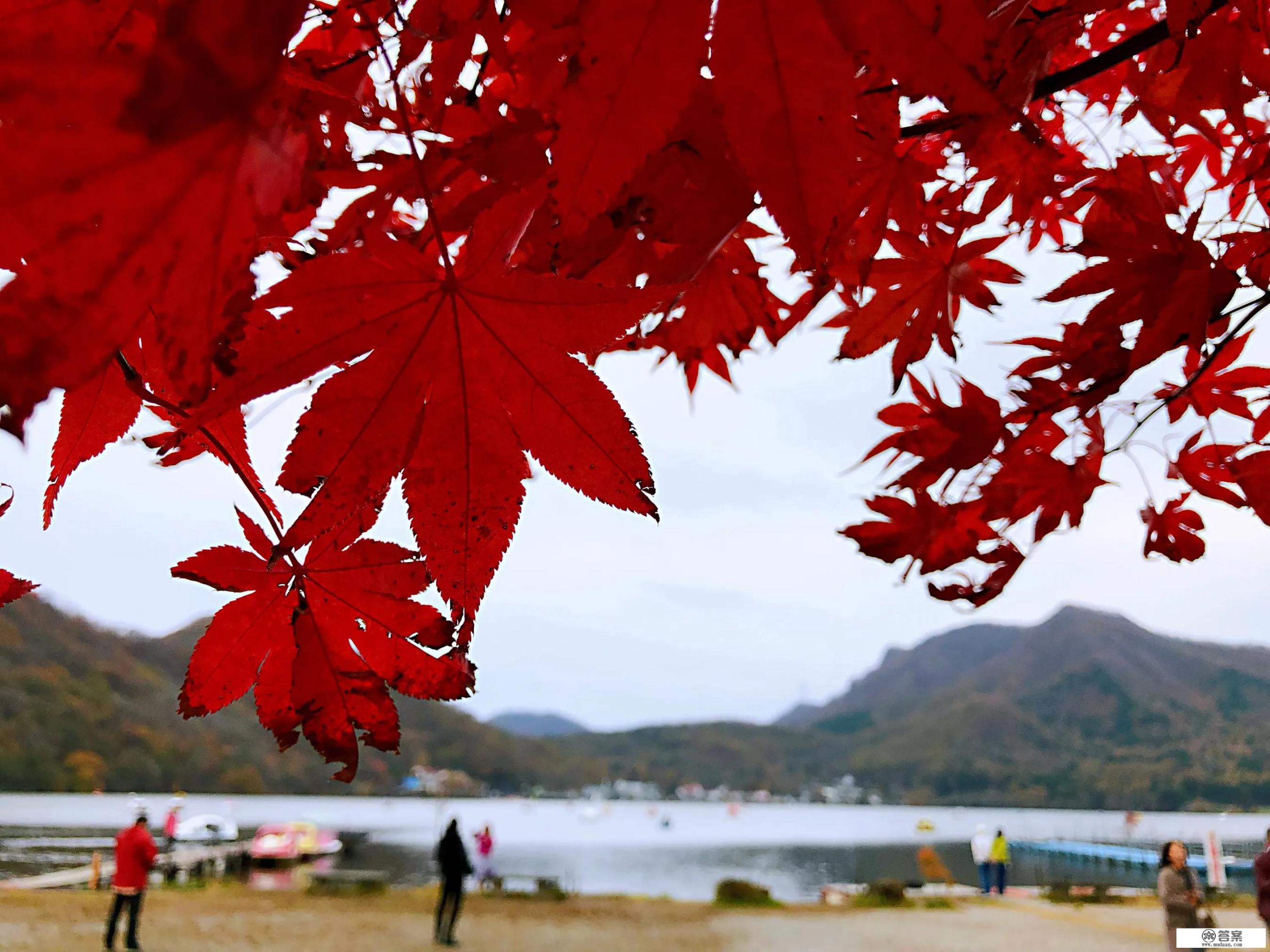 为什么很多人说去日本旅游千万不要跟团