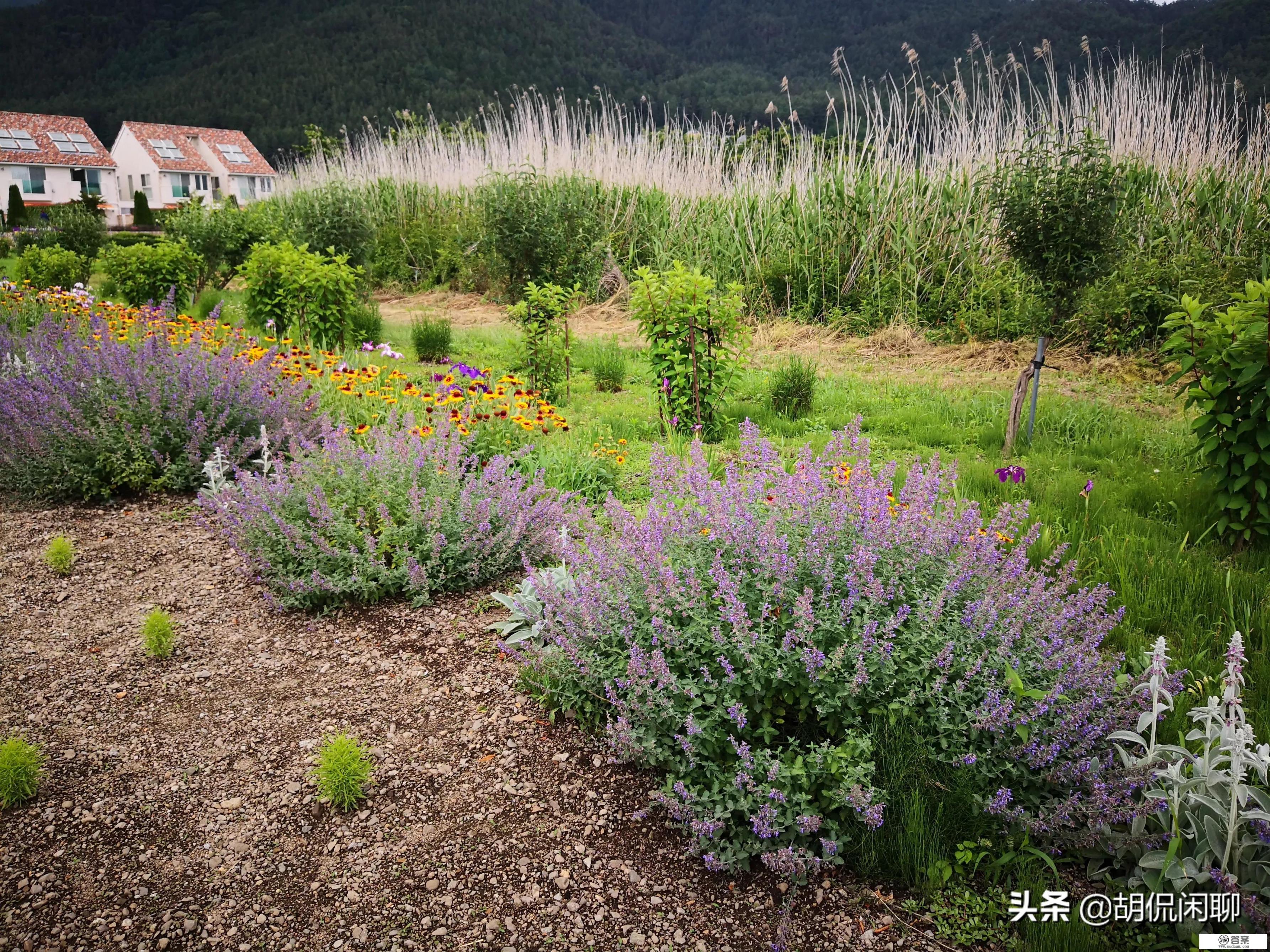 国外旅游去不了，2021年春节去哪玩