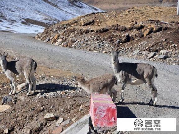 女大学生独闯可可西里无人区丢掉性命，年轻人这种精神你怎么看