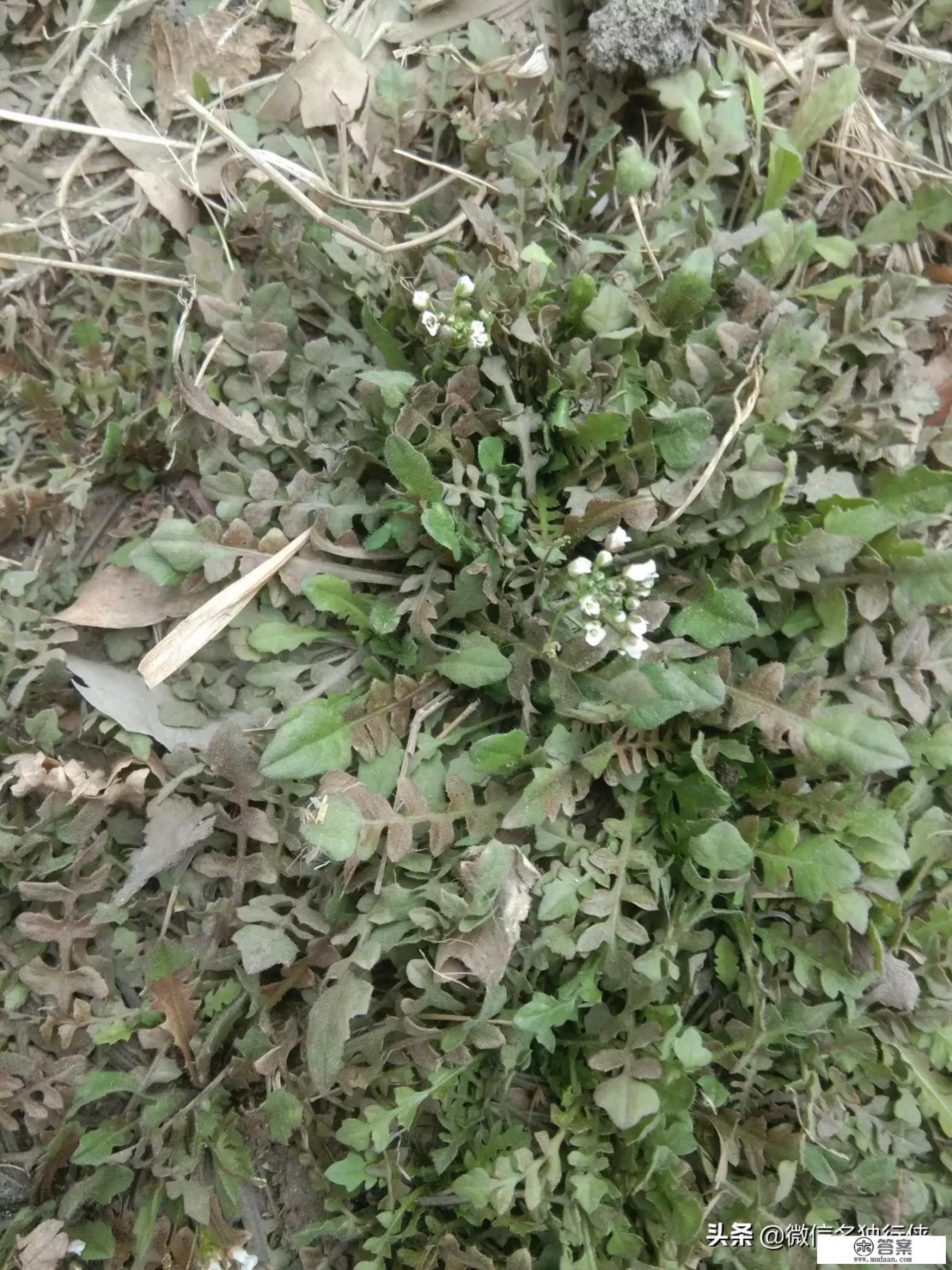 野菜荠荠菜好吃营养丰富，在农村哪里生长的比较多