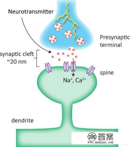 人类的大脑是怎么运行的，又是靠什么在思考的