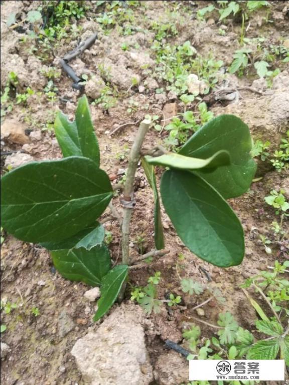 凉粉果是什么植物？如何人工种植