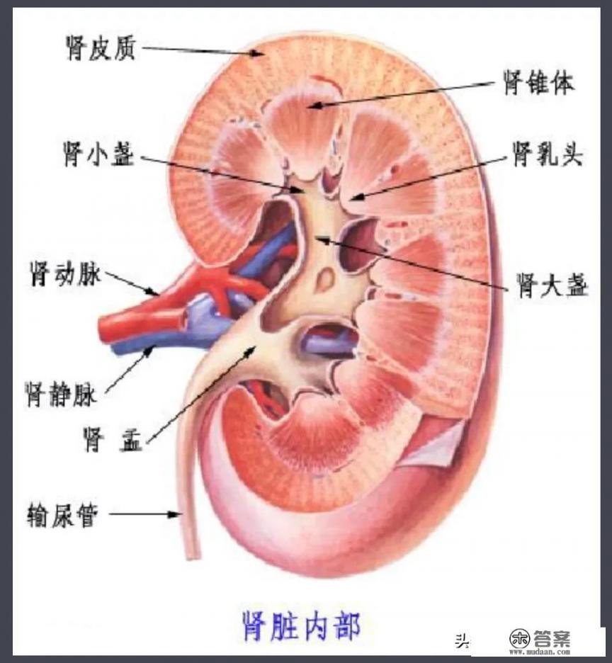 肾在哪个位置