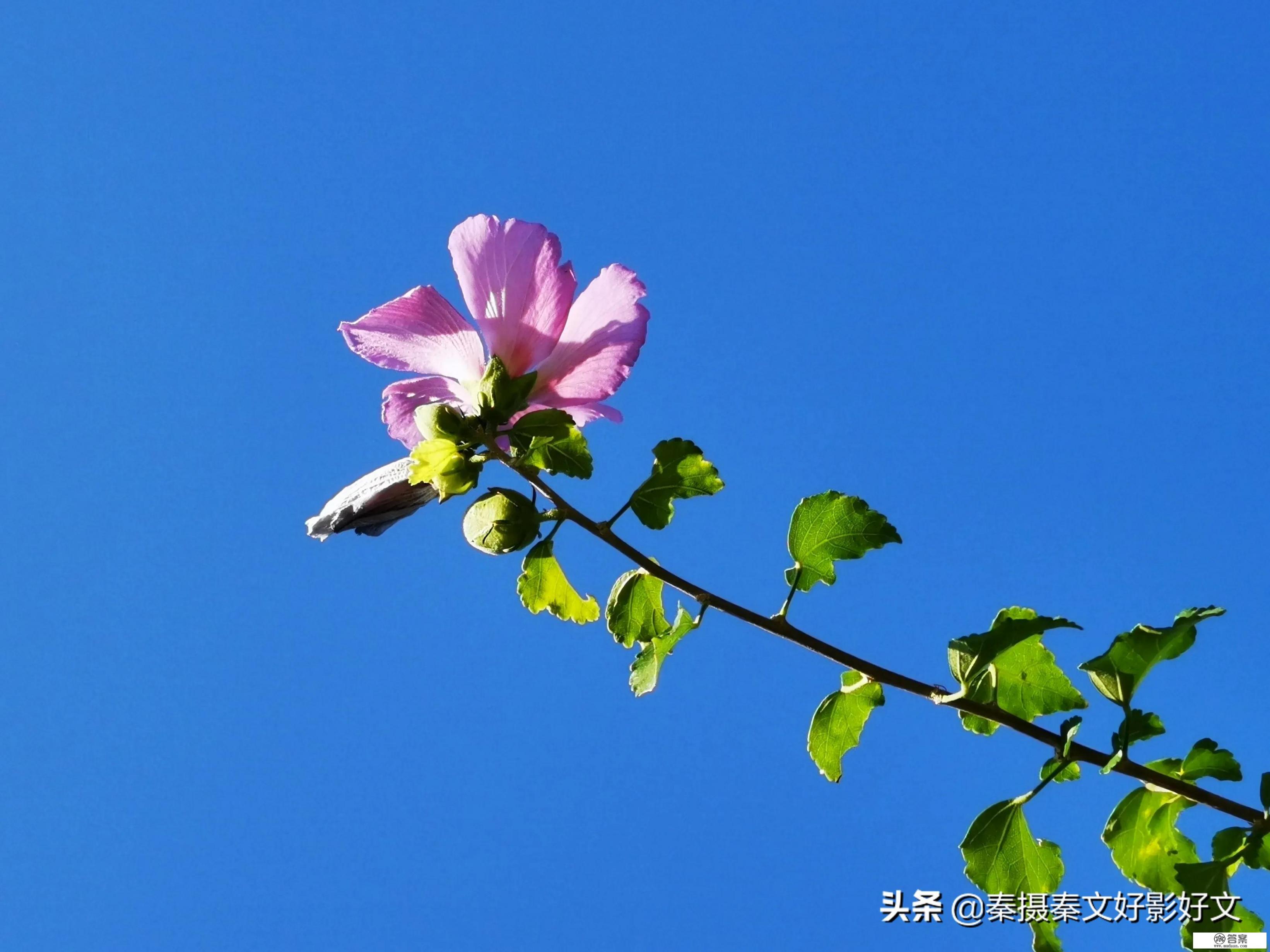 可以看看你手机上拍摄的风景照、山山水水、花花草草等照片吗