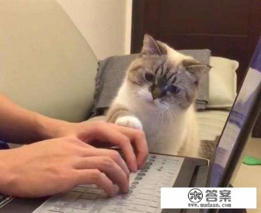 为什么有些人很喜欢养猫