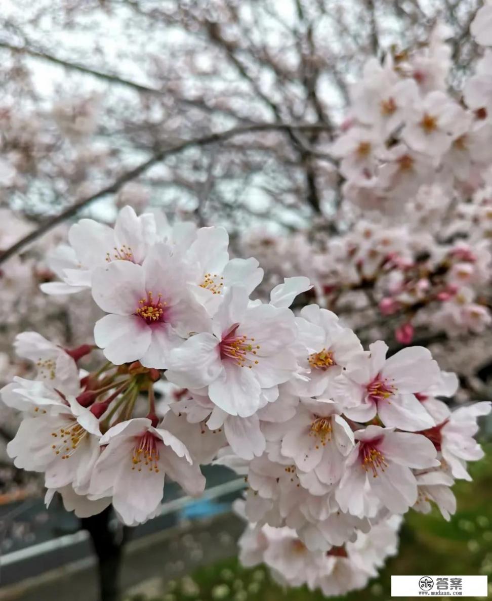 一句日语都不会说去日本旅游会不会很难受