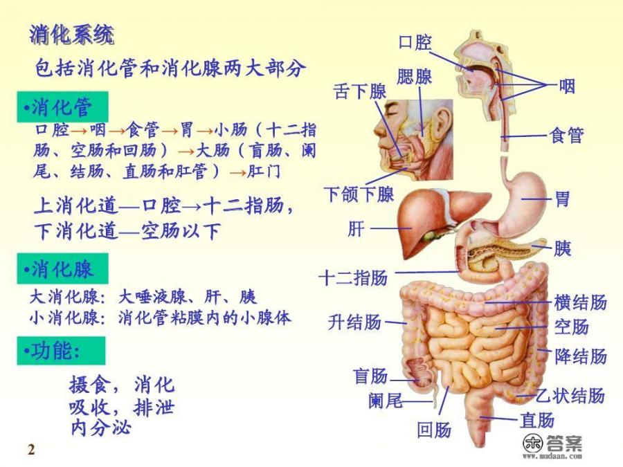 人体会吸收食物的全部热量吗