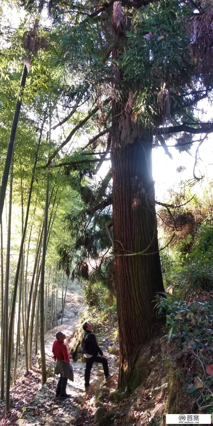 哪里有原始森林可以去旅游探险