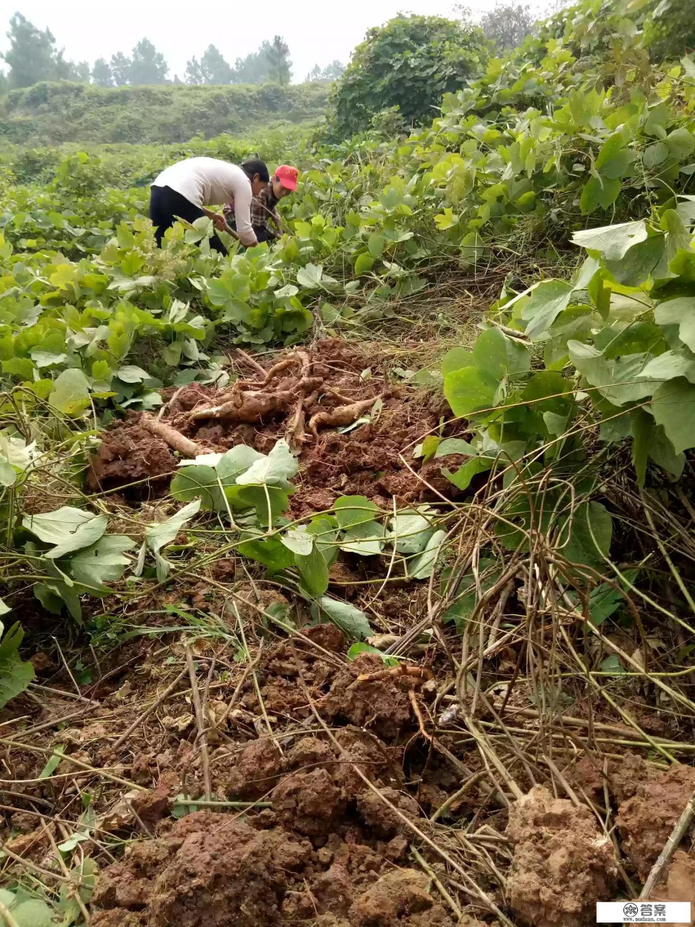 葛根粉到底怎么样