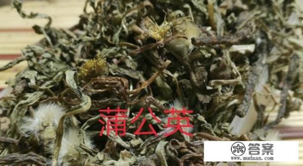 蒲公英可以跟什么搭配泡茶喝？有什么作用