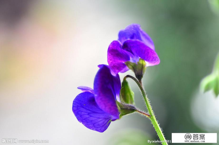 你知道各种鲜花有什么寓意吗