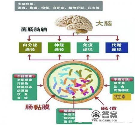 我们体内的肠道微生物会影响人体健康吗