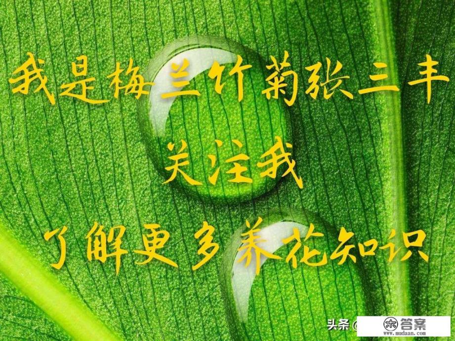 在家里放太多的植物到底好不好？会不会导致氧气被吸收_家里种什么植物有益健康