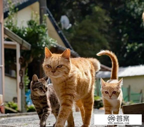 家里有猫和没猫有什么区别_如何养好一只猫？需要注意什么