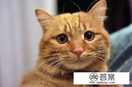 家里有猫和没猫有什么区别_如何养好一只猫？需要注意什么