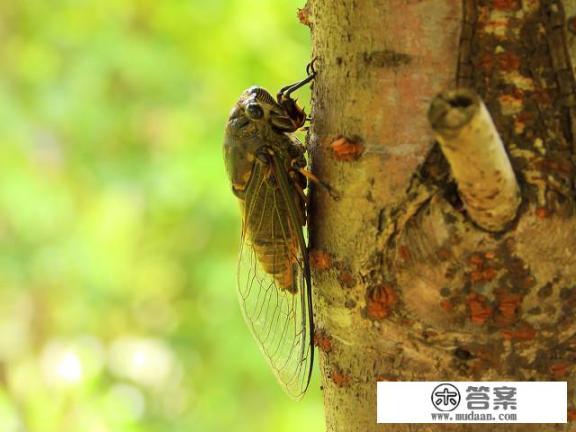 为什么一些游戏已经有正体中文版，还会有人要求出简体中文版_夏至都过了，怎么还听不到知了的叫声