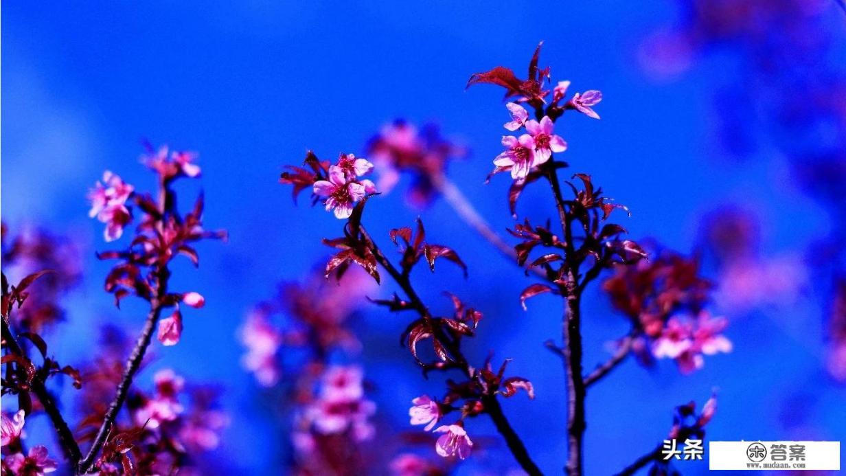 今年春节去云南旅游安全吗_春节去云南过节的人多吗