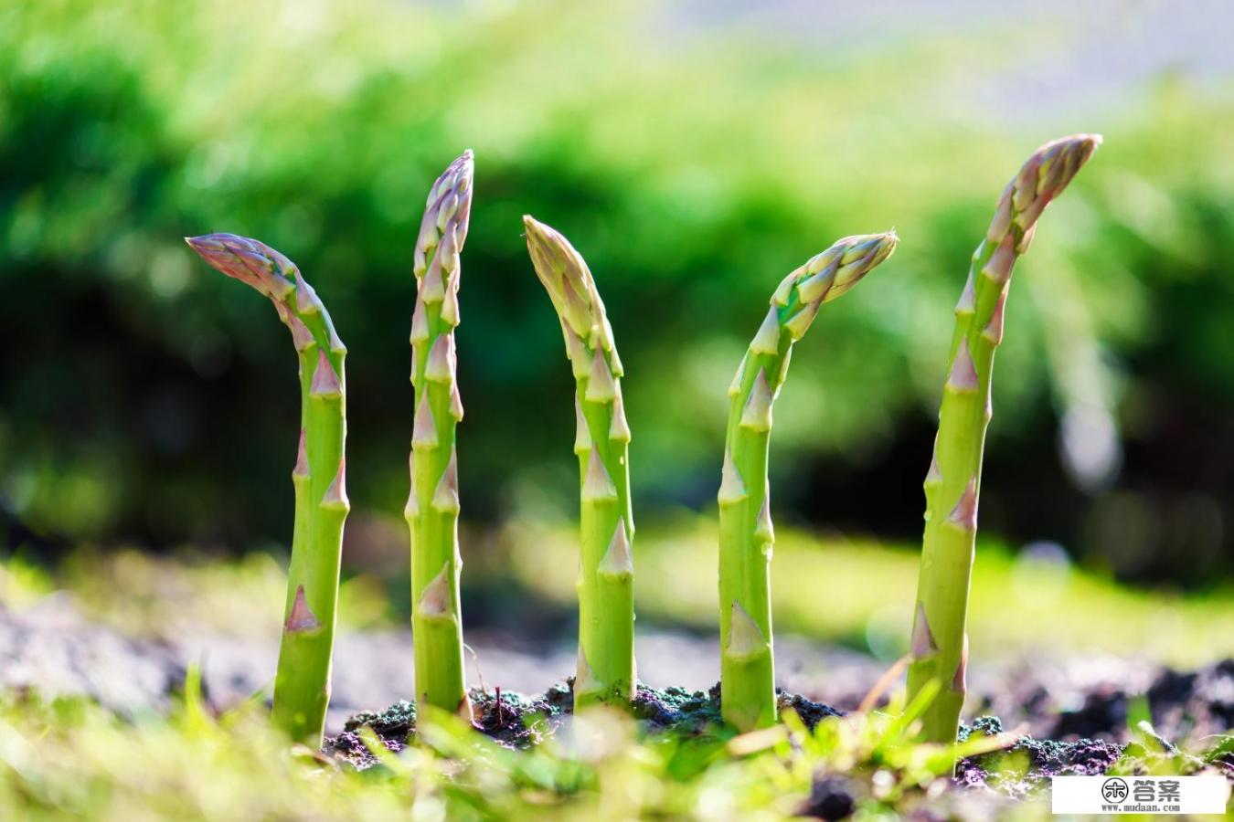 芦笋怎么种植_芦笋的种植方法