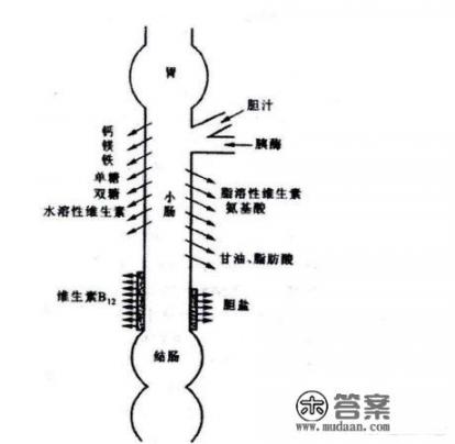 猪小肠的外形结构怎么描述_猪的小肠有多长