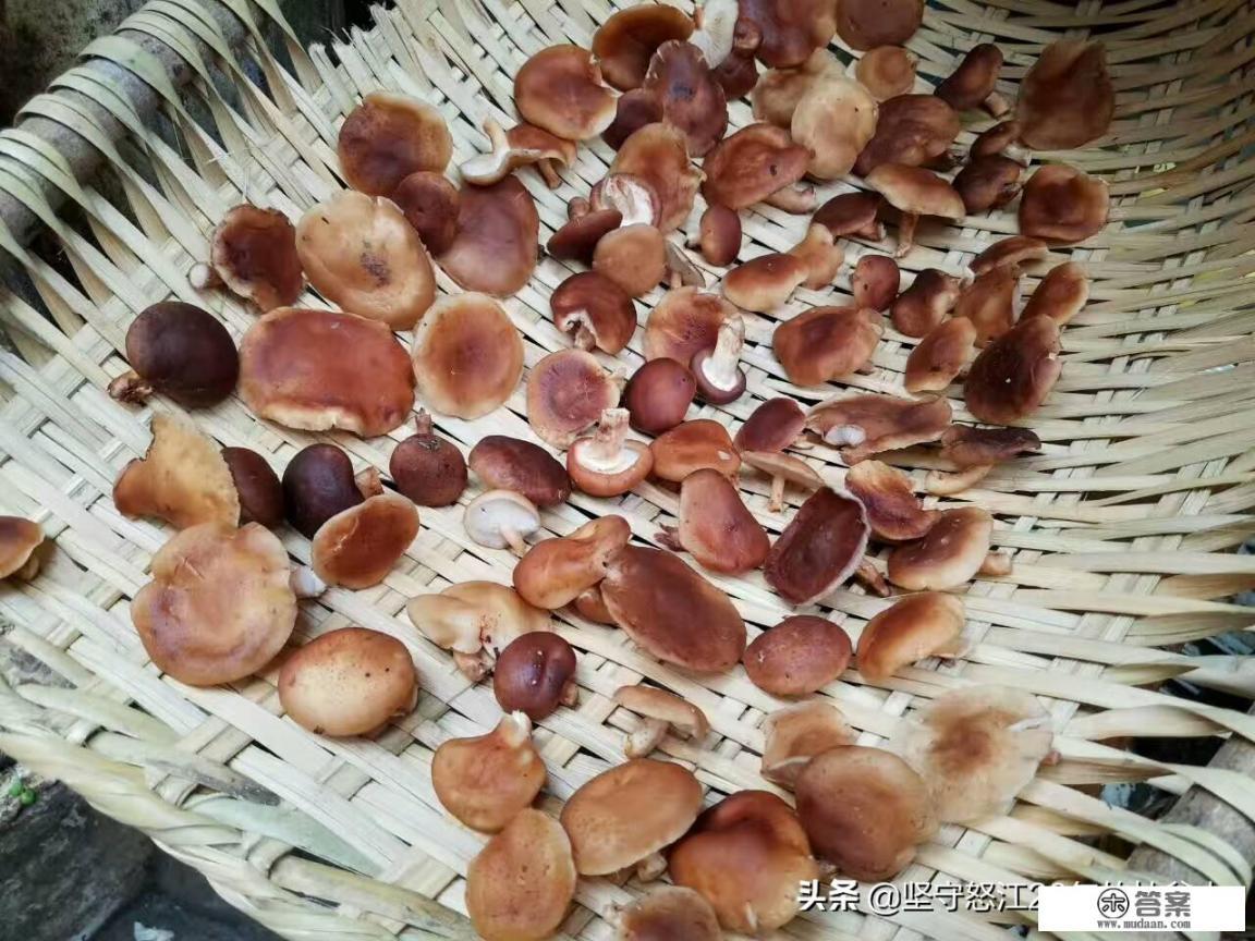 野生香菇怎么做好吃_干花菇怎么做好吃