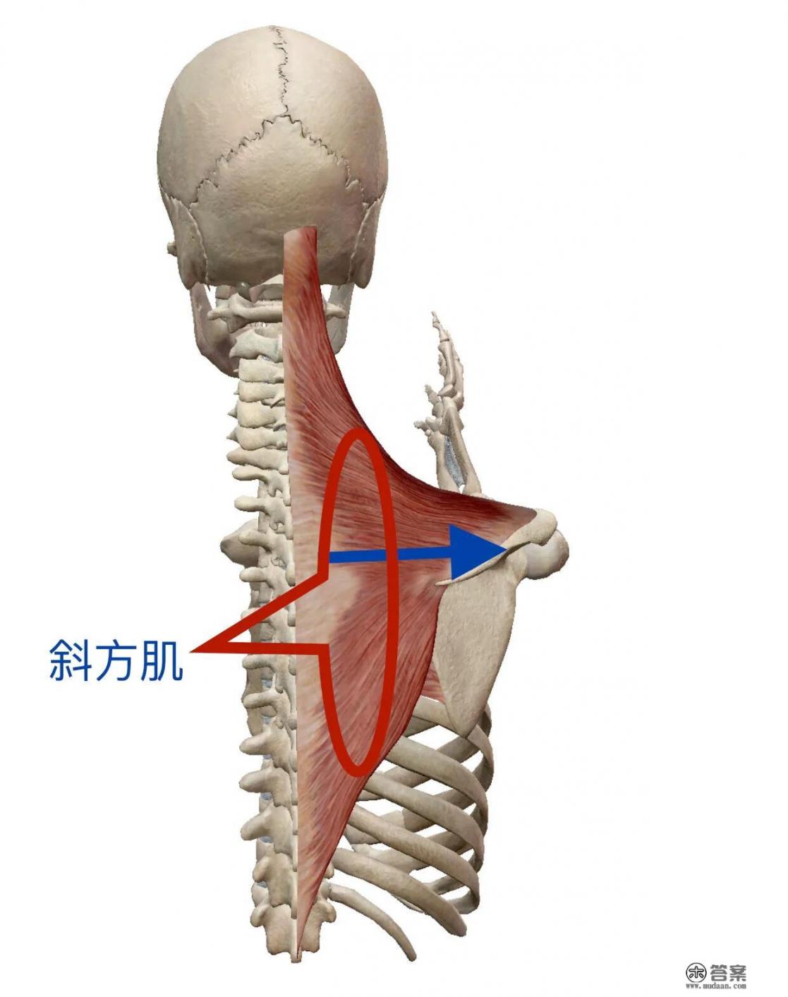 废弃大蓝猫围巾游戏怎么过_电脑狂、手机狂、游戏狂这么多年有颈椎病吗？如何保护和护理